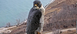 peregrine falcon nestbox