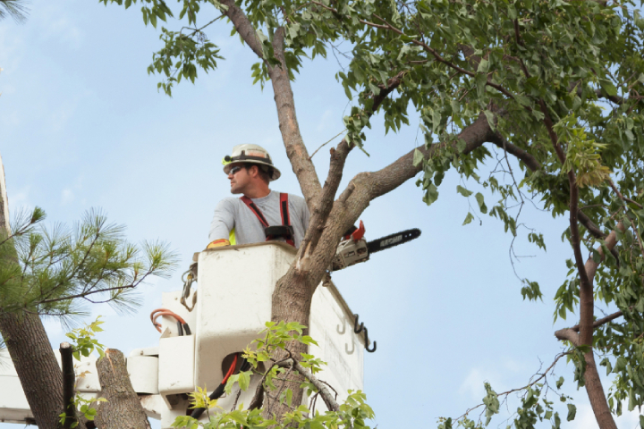 tree trimming