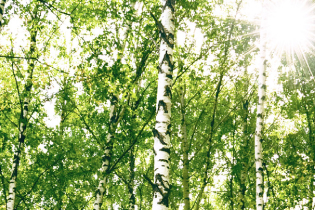 birch trees