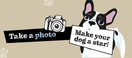 take a photo, make your dog a star
