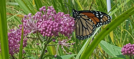 We Energies awarded for efforts to help monarch butterflies