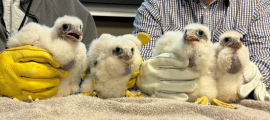 peregrine falcon chicks