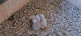 peregrine falcon nestbox chicks
