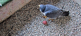 peregrine falcon nestbox first egg