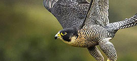 peregrine falcon in flight