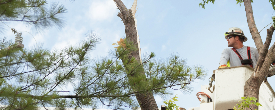 Trees and Power Line Safety | We Energies