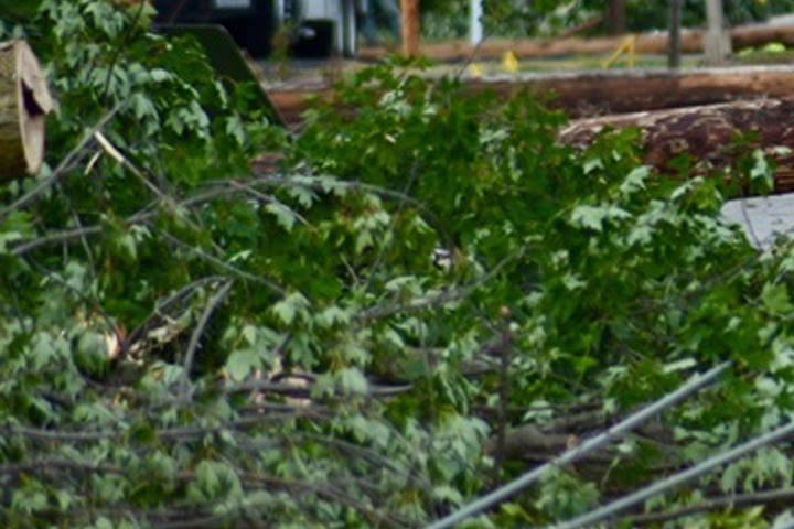brush pile
